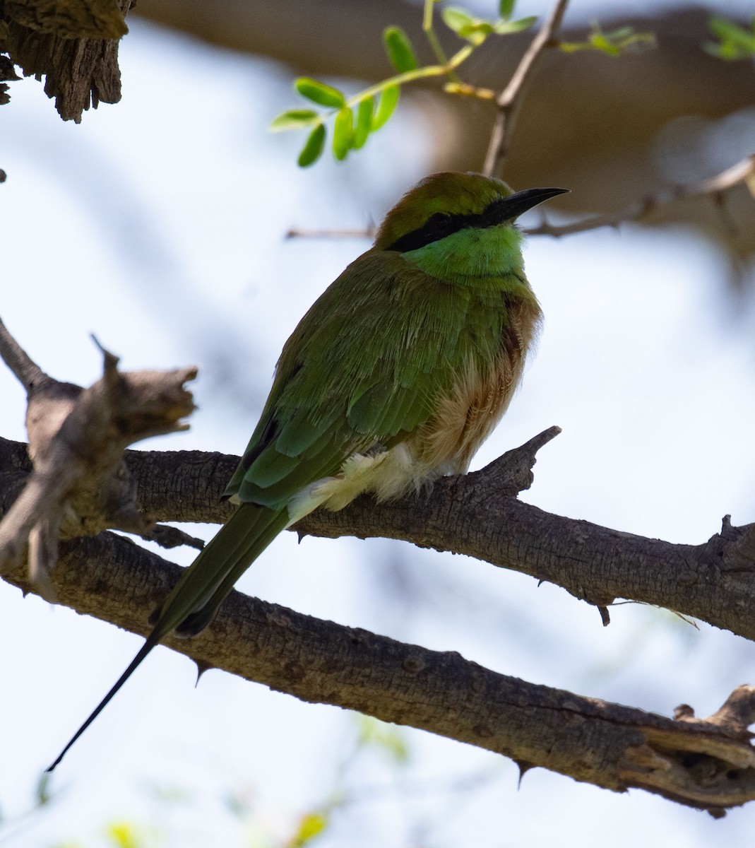 Abejaruco Esmeralda Oriental - ML642050580
