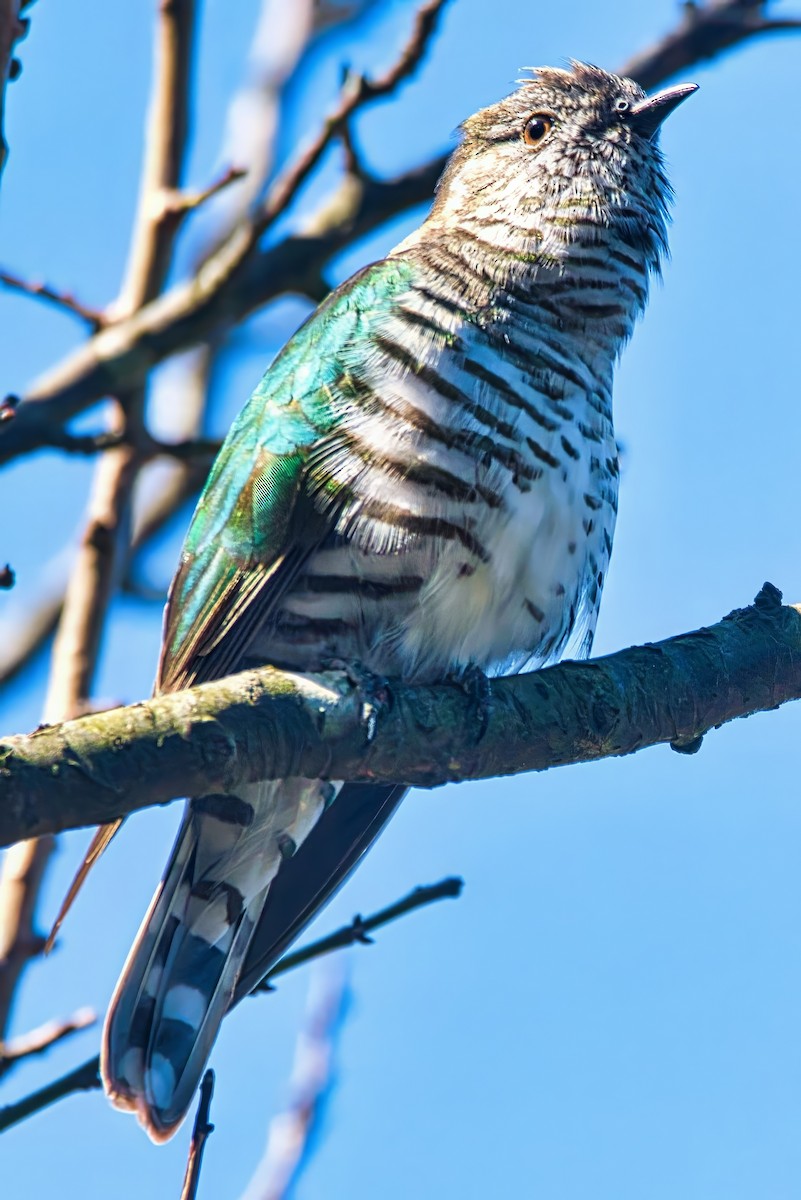 Shining Bronze-Cuckoo - ML642050590