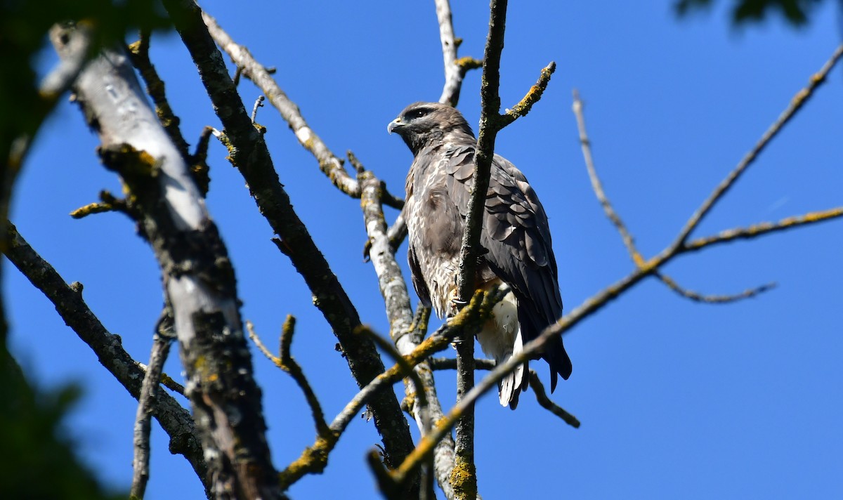 Buse variable - ML642050593