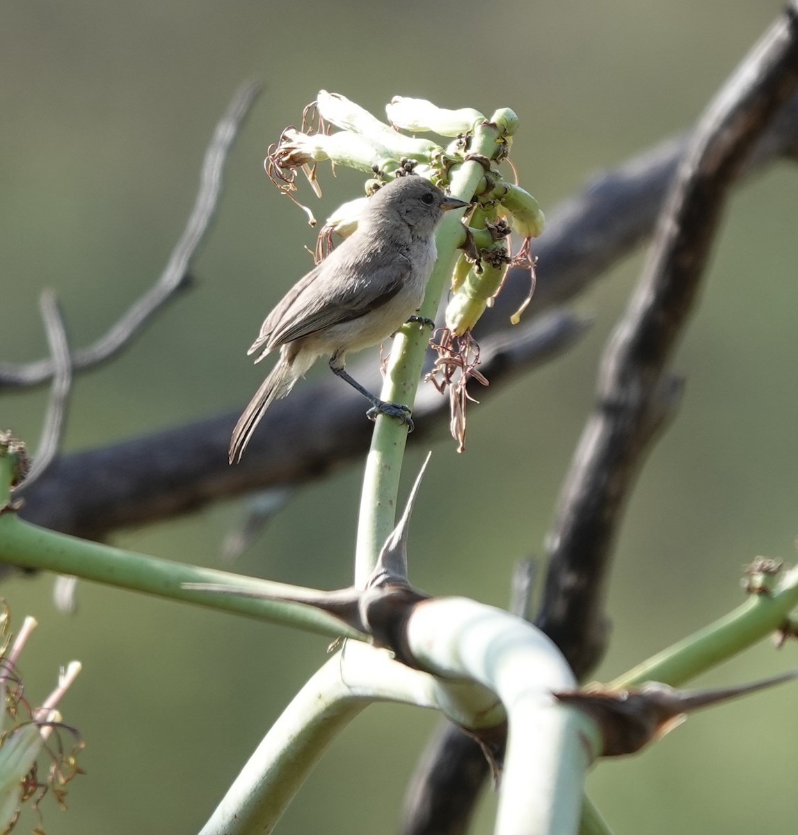 Verdin - ML642050598