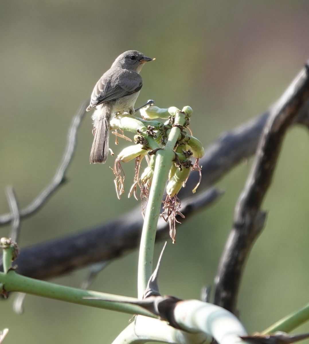 Verdin - ML642050599
