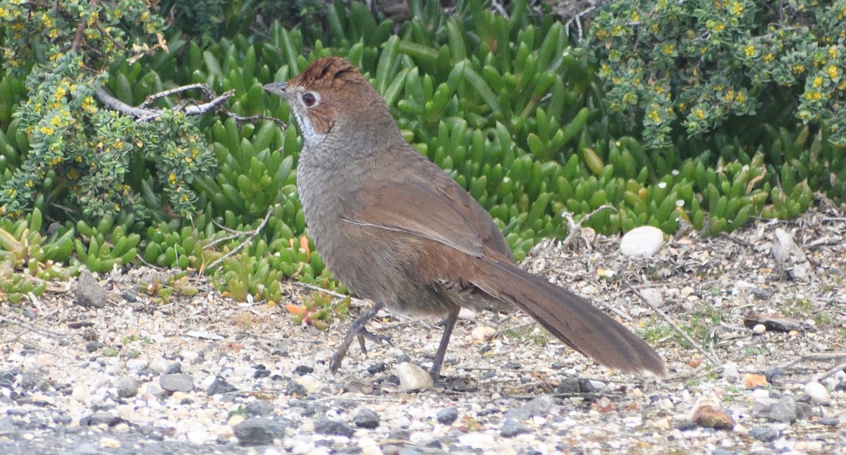 Rufous Bristlebird - ML642050608