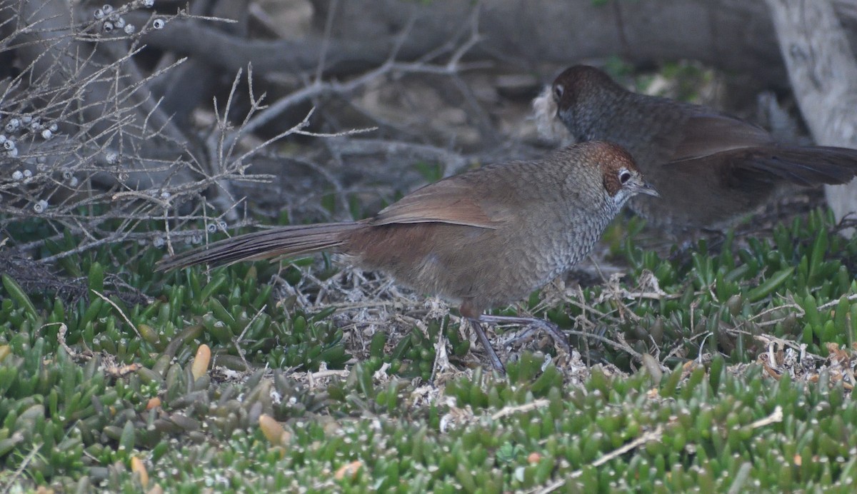 Rufous Bristlebird - ML642050609