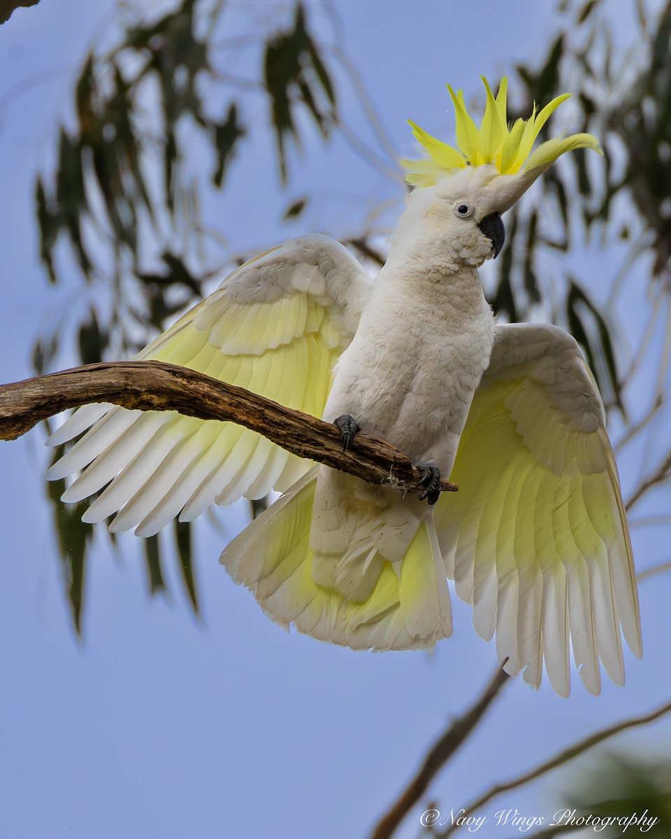 Cacatoès à huppe jaune - ML642050611