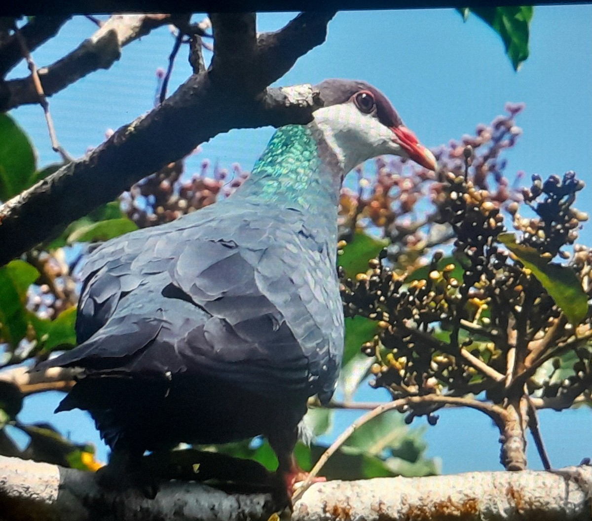 Metallic Pigeon - ML642050612