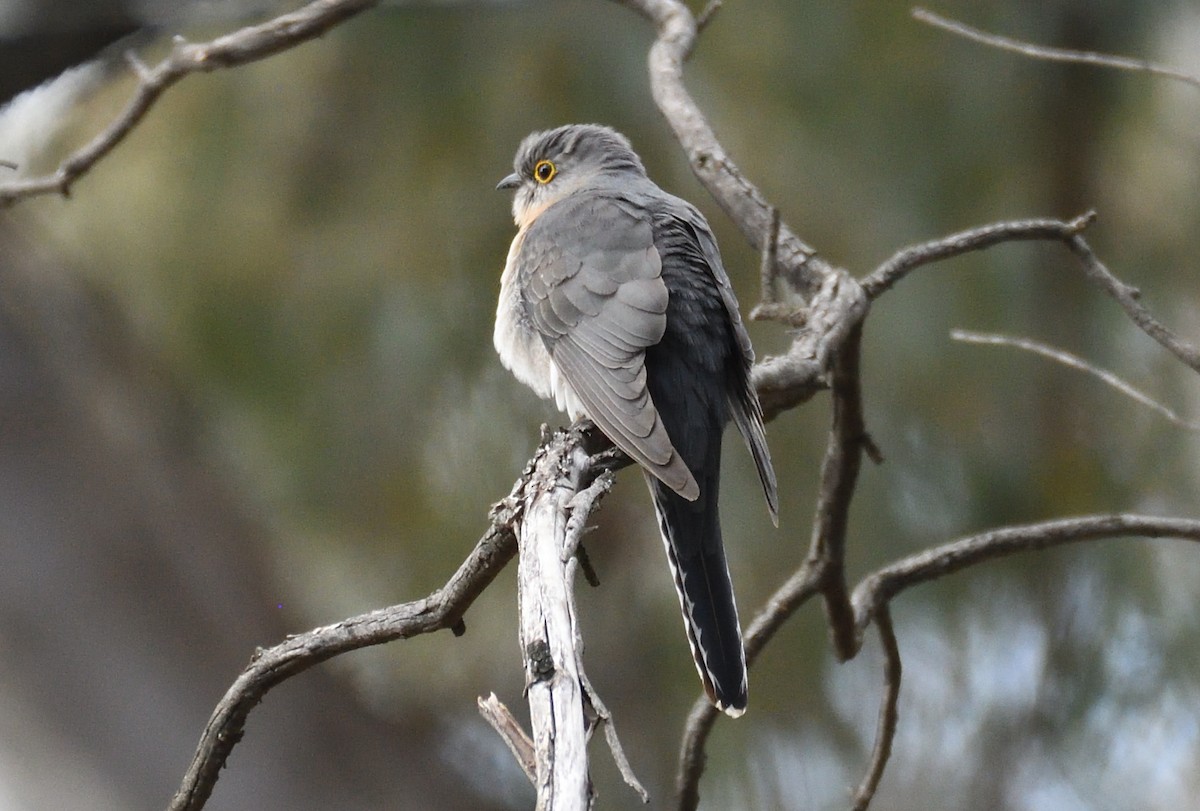 Fan-tailed Cuckoo - ML642050613
