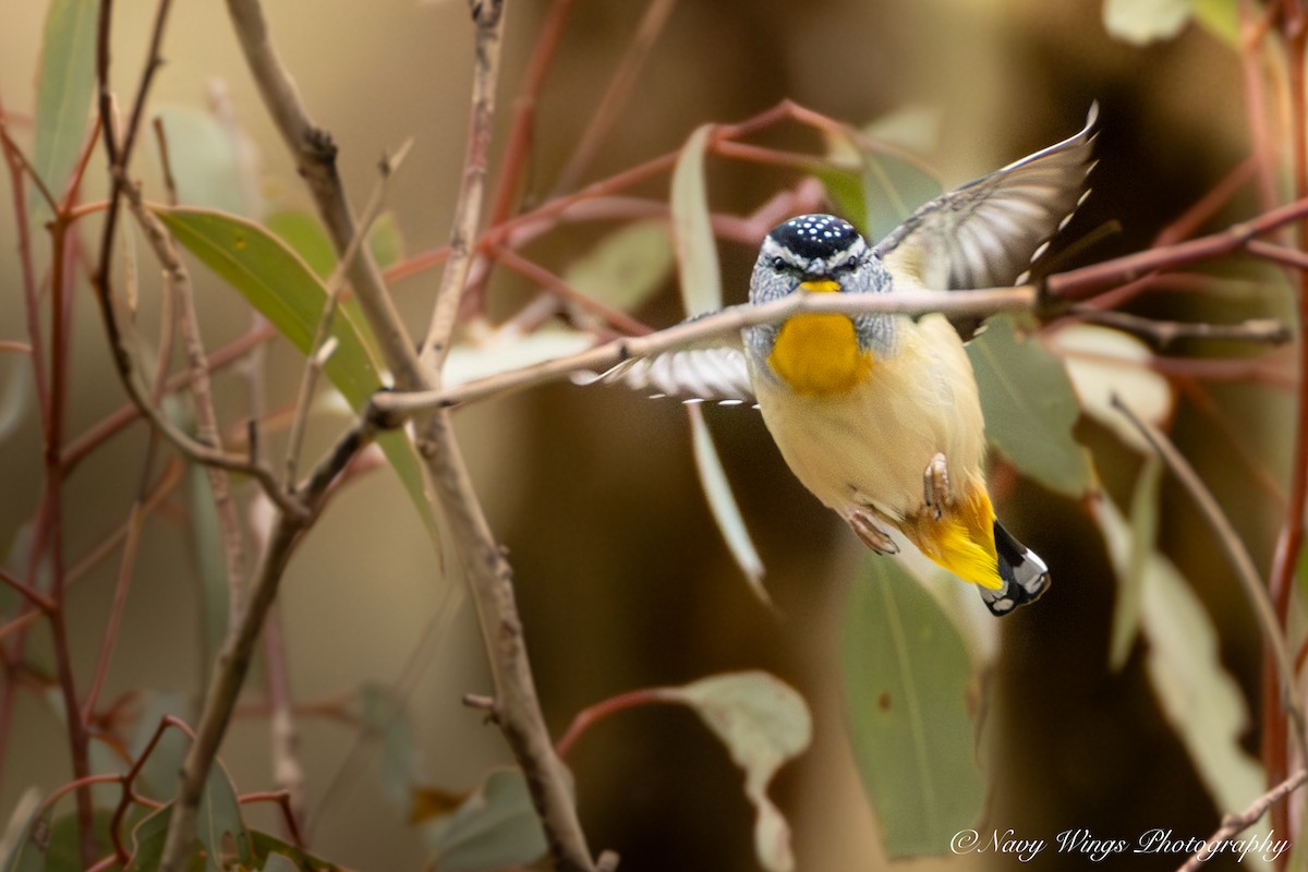 Pardalote pointillé - ML642050614
