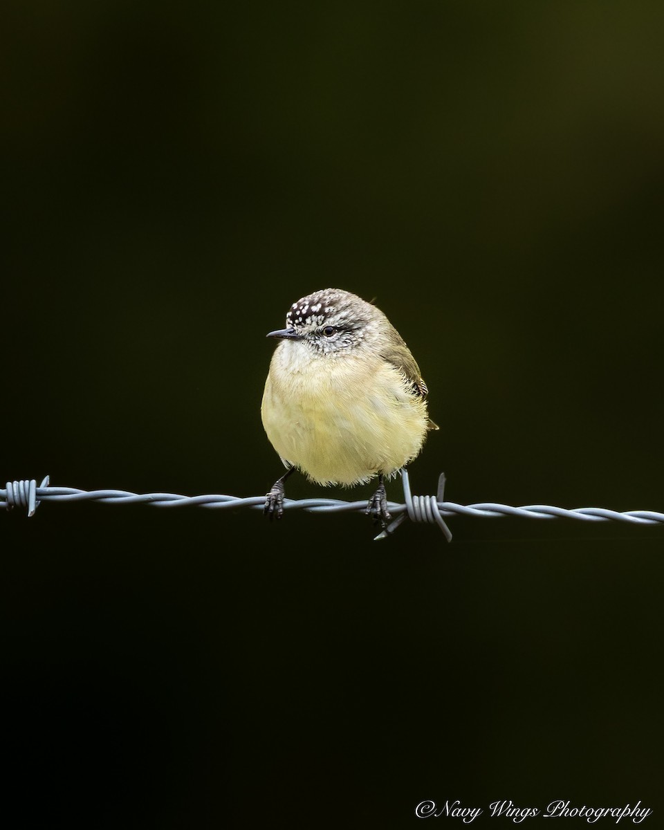 Acanthize à croupion jaune - ML642050615