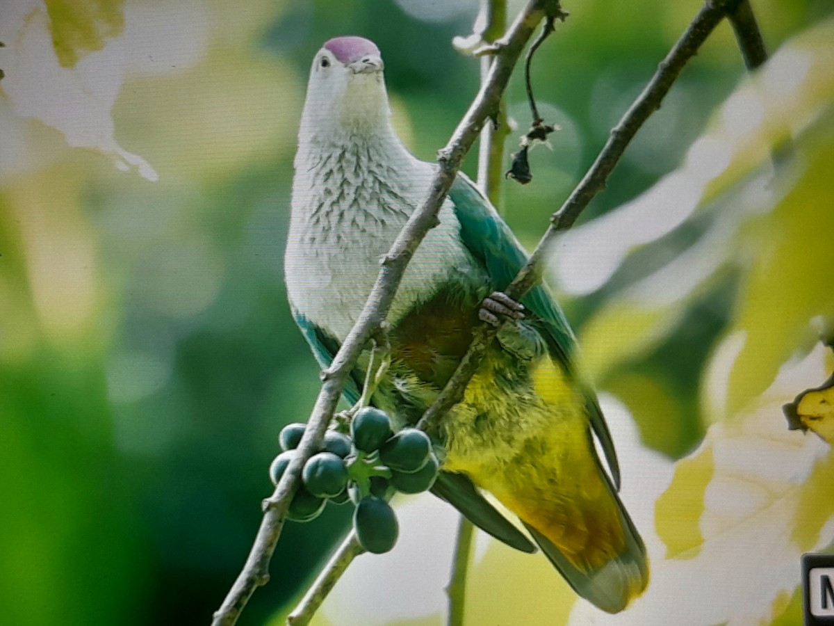Crimson-crowned Fruit-Dove - ML642050616