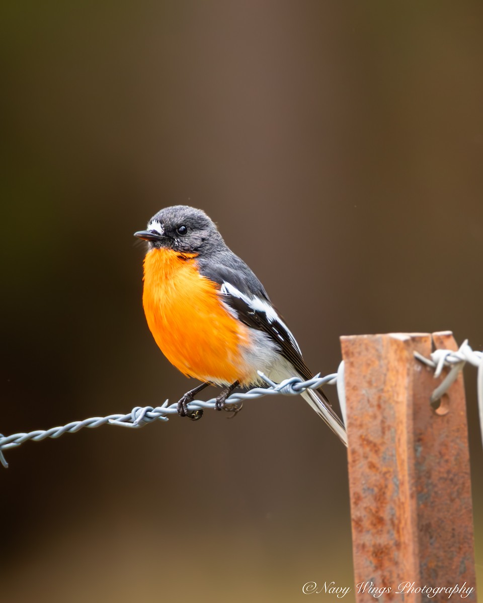 Flame Robin - ML642050617