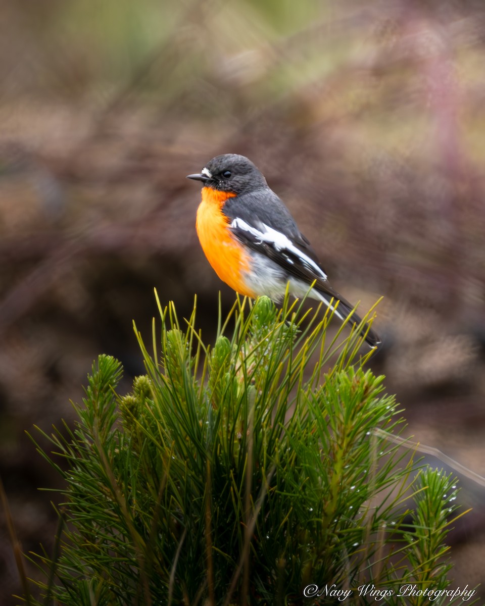 Flame Robin - ML642050618