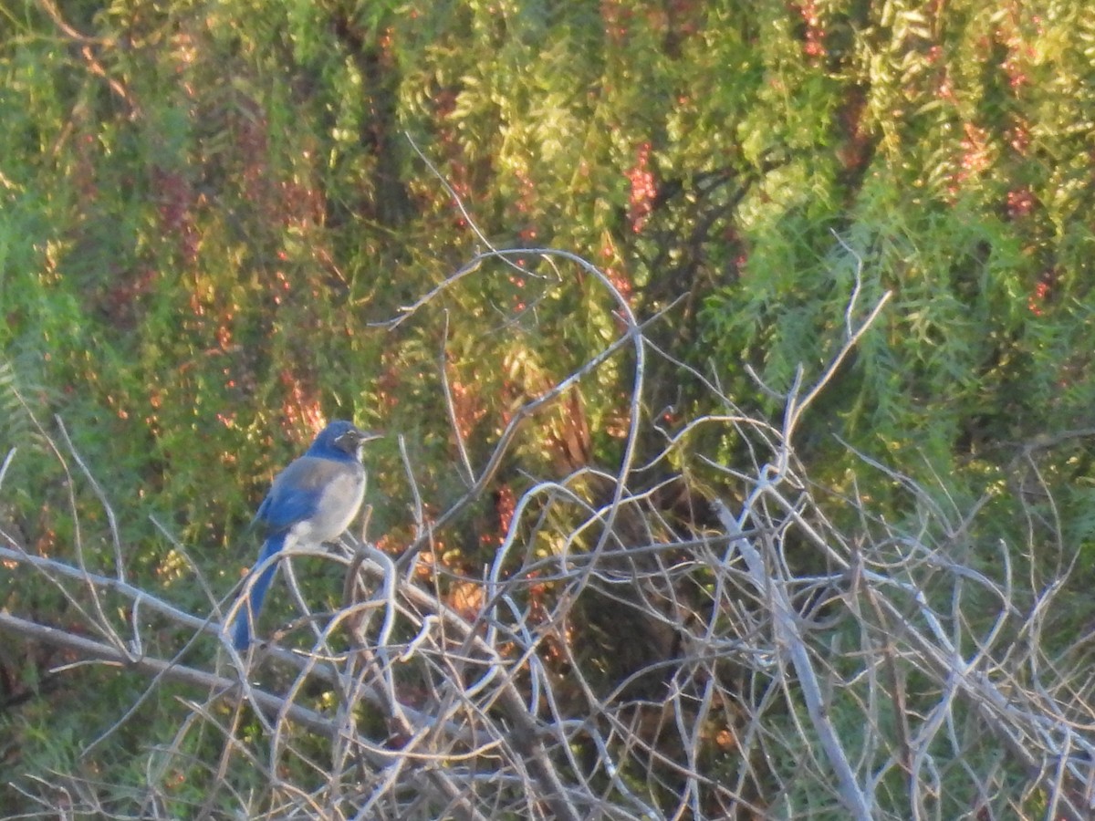 California Scrub-Jay - ML642050619