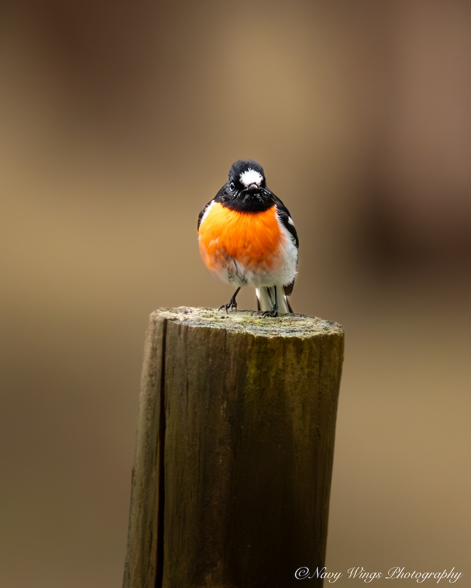 Miro boodang - ML642050620