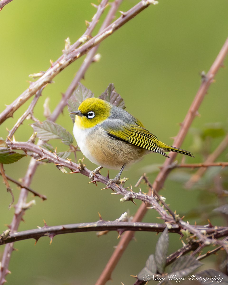 Zostérops à dos gris - ML642050623