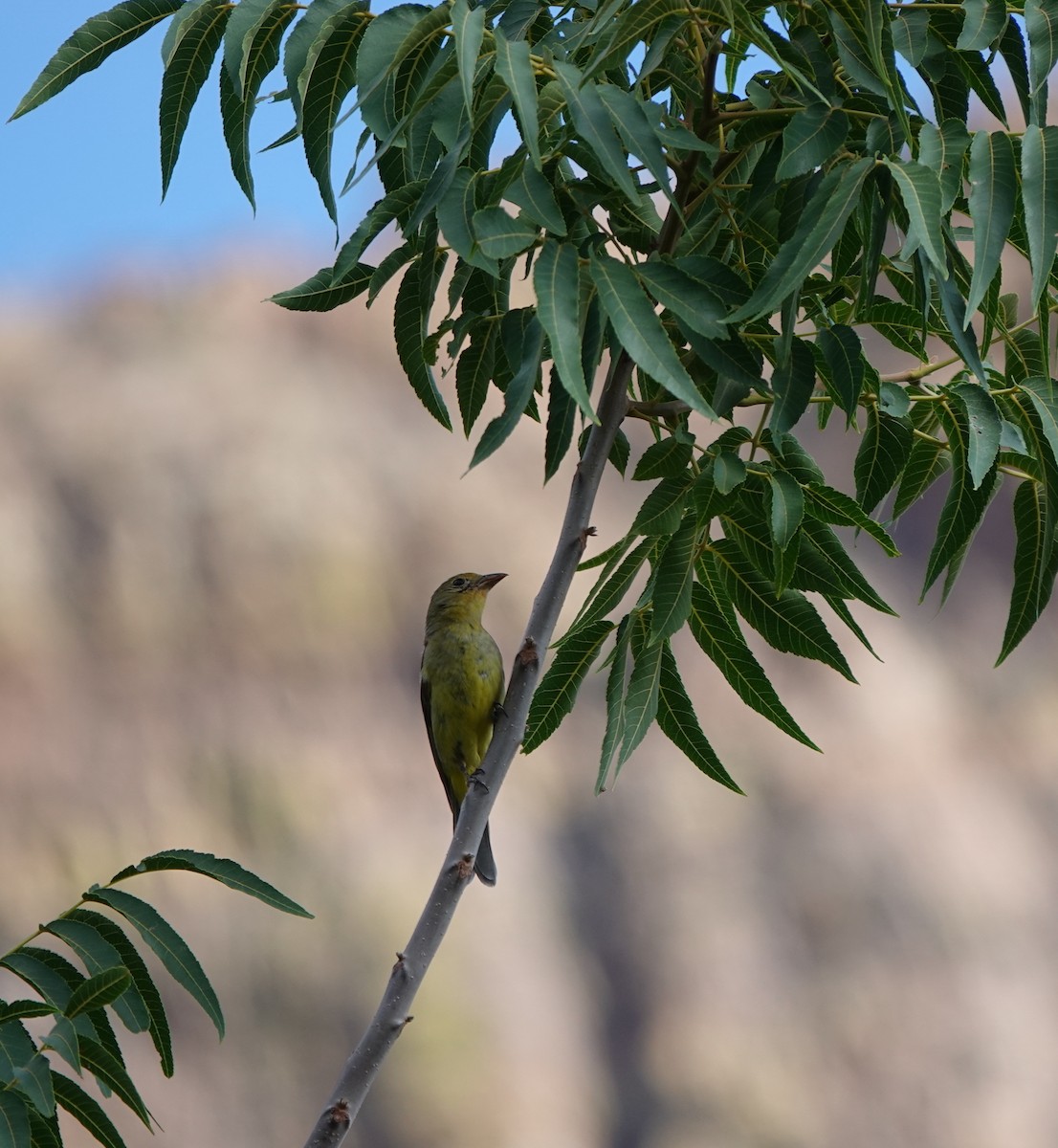 Western Tanager - ML642050625