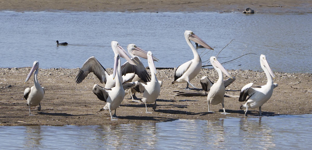 Australian Pelican - ML642050626