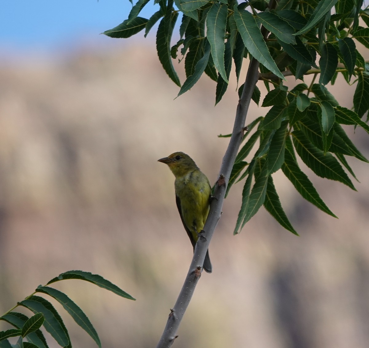 Western Tanager - ML642050627