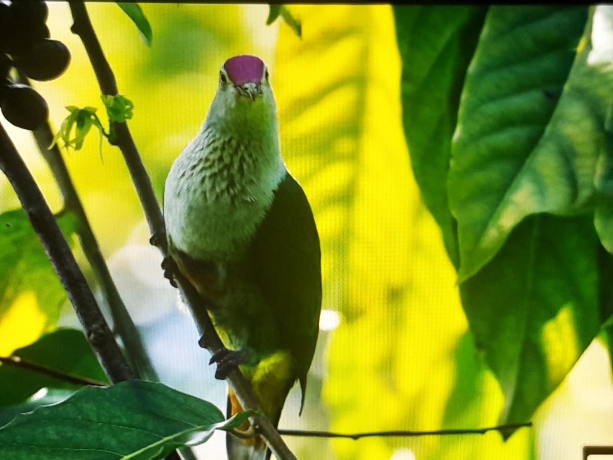 Crimson-crowned Fruit-Dove - ML642050628