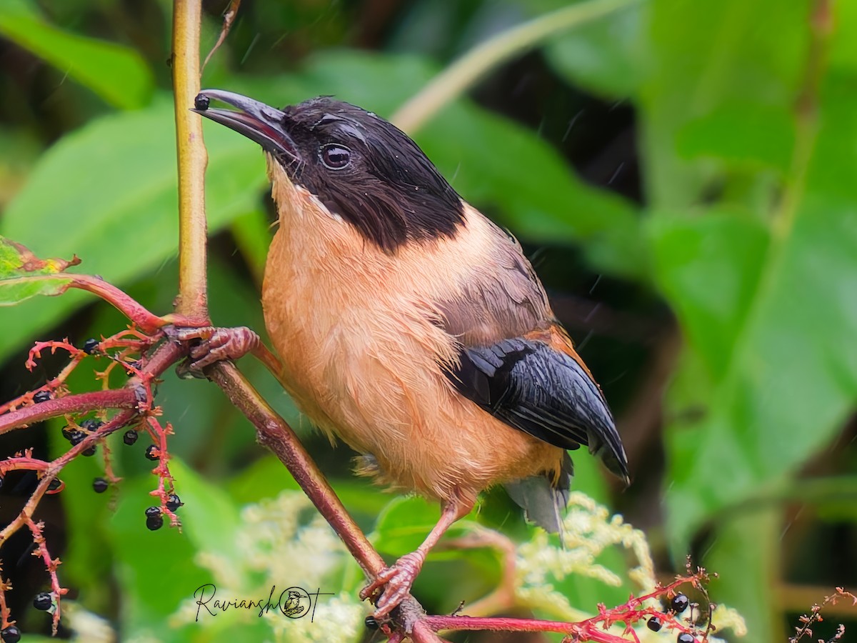 Rufous Sibia - ML642050638