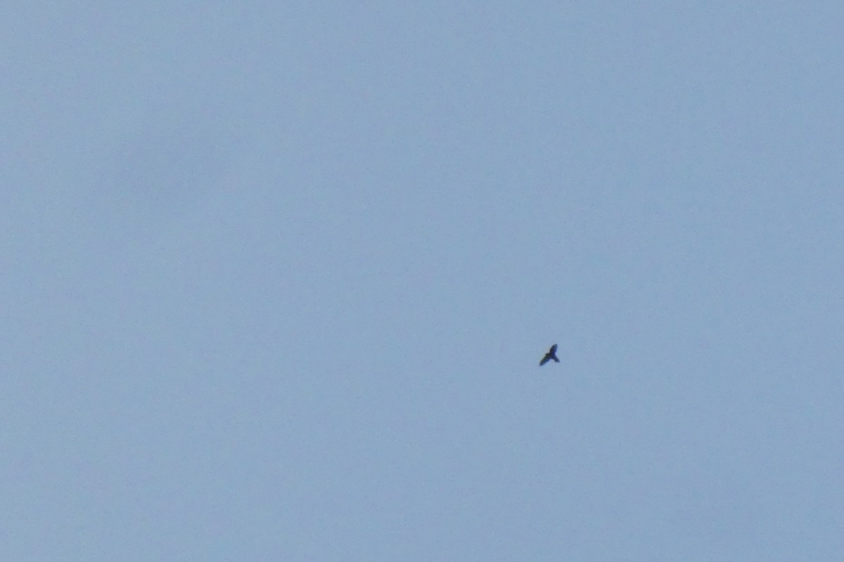 Lesser Antillean Swift - ML642050643