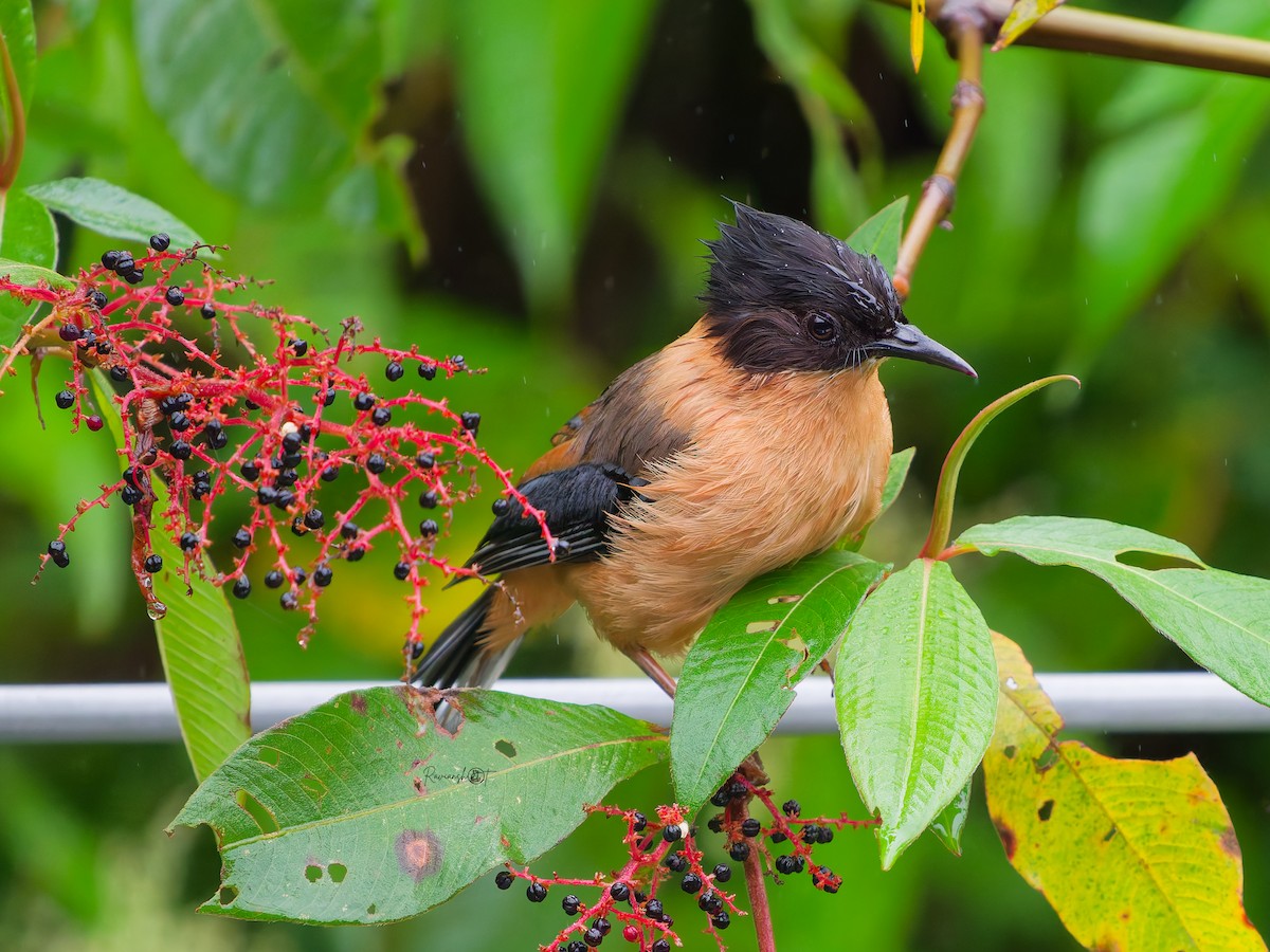 Rufous Sibia - ML642050651