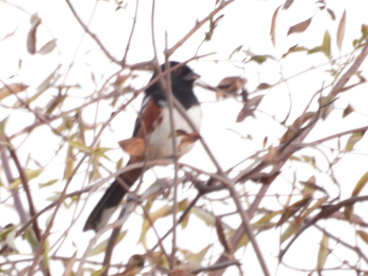 Spotted Towhee - ML642050652