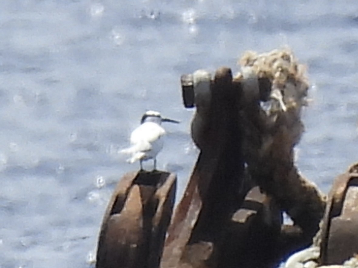 Black-naped Tern - ML642050653