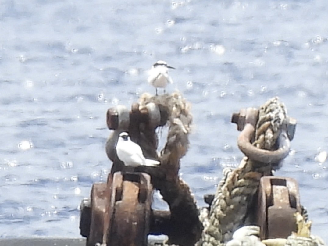 Black-naped Tern - ML642050654