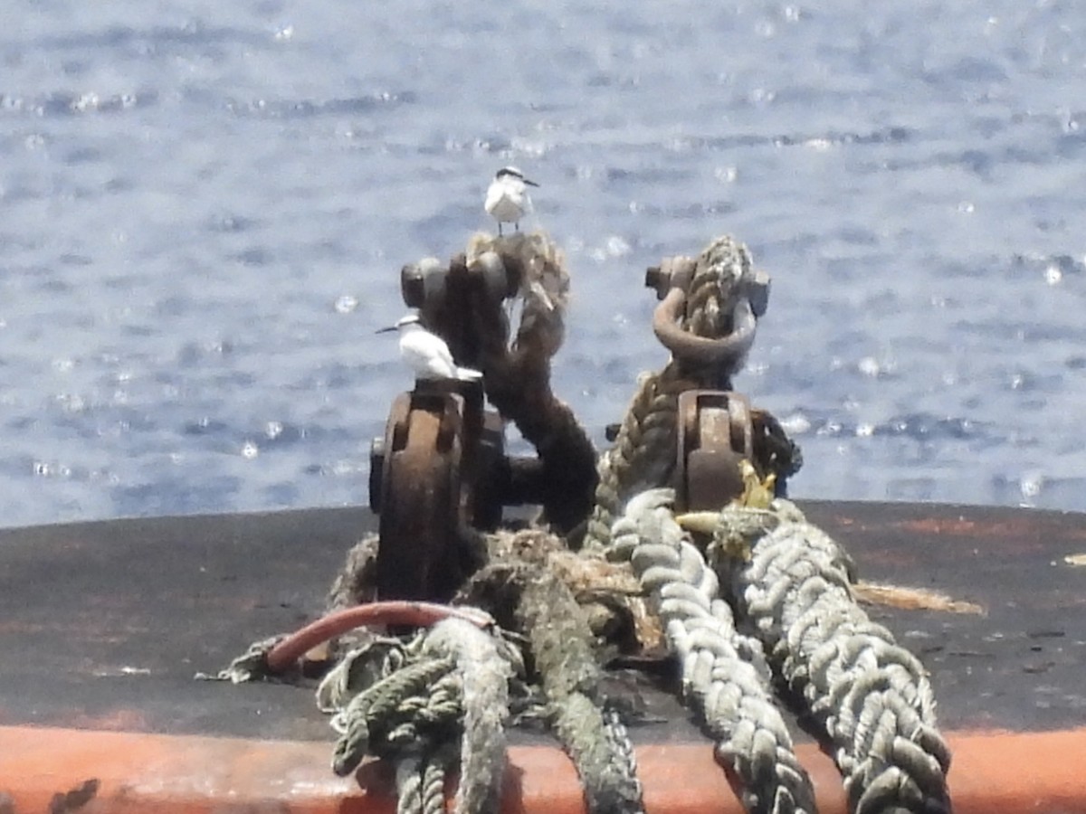 Black-naped Tern - ML642050655