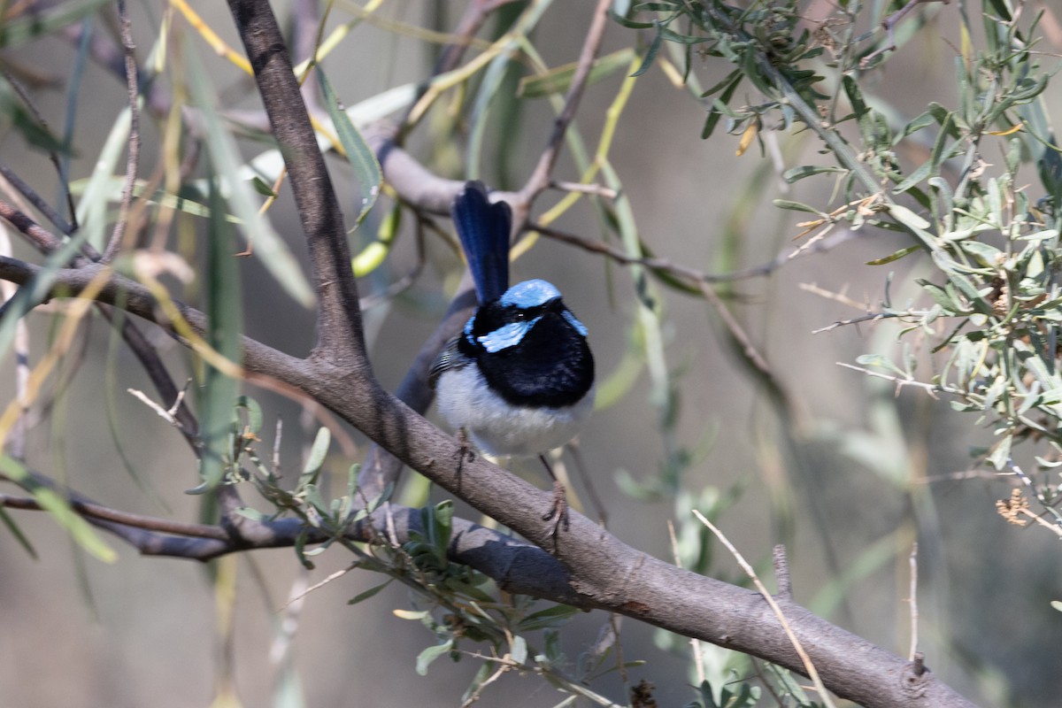 Superb Fairywren - ML642050661