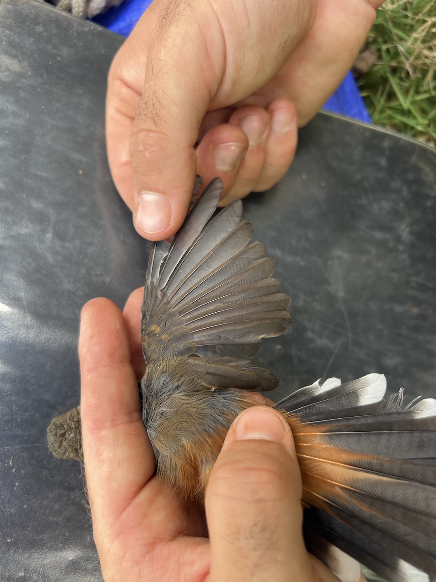 Micronesian Rufous Fantail (Marianas) - ML642050666