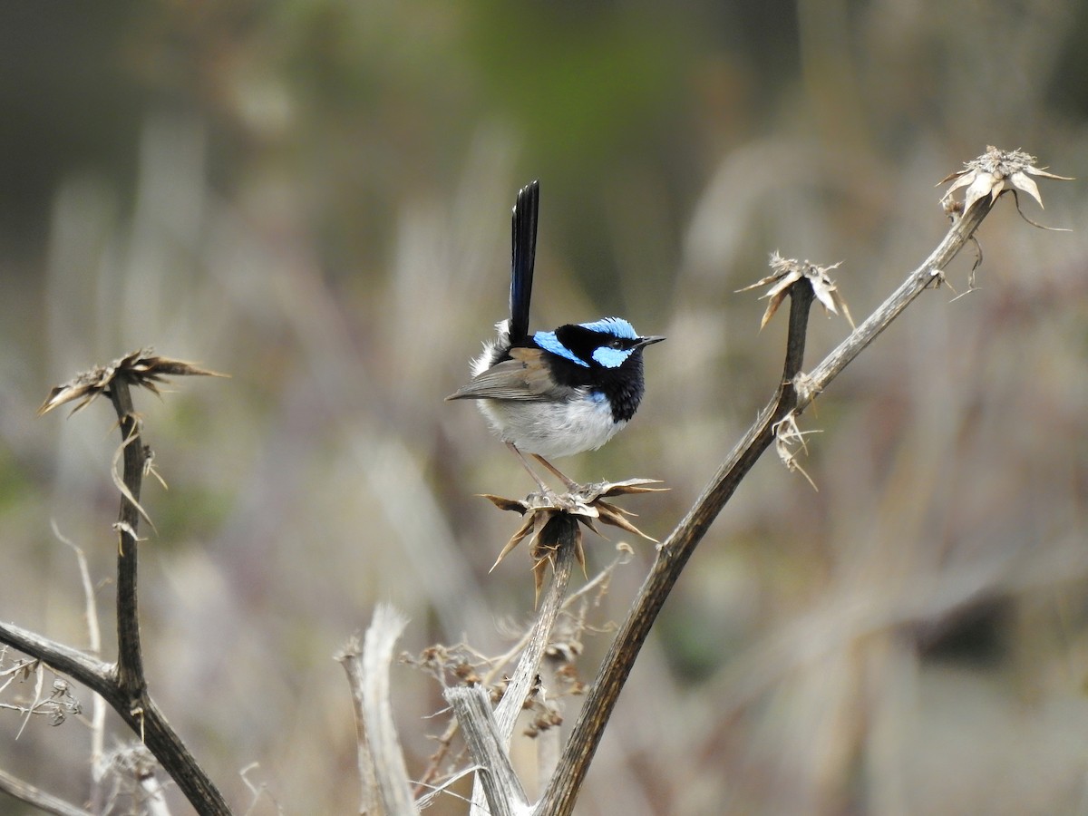 Superb Fairywren - ML642050689