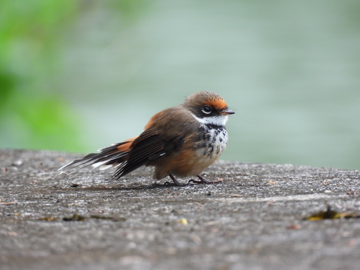 Micronesian Rufous Fantail (Marianas) - ML642050690