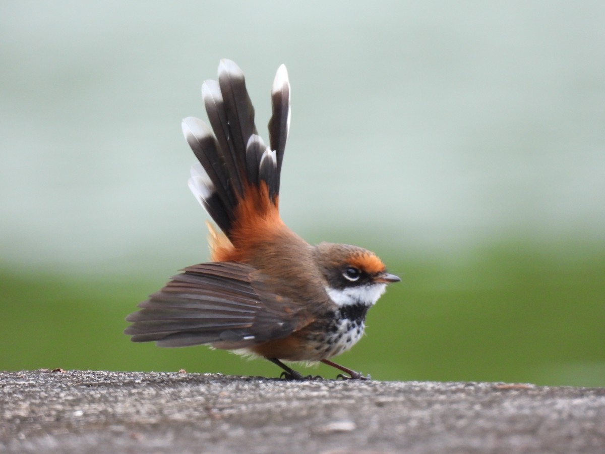 Micronesian Rufous Fantail (Marianas) - ML642050692