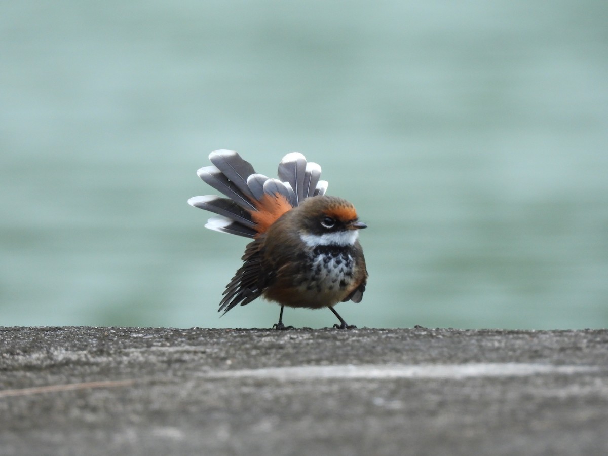 Micronesian Rufous Fantail (Marianas) - ML642050693