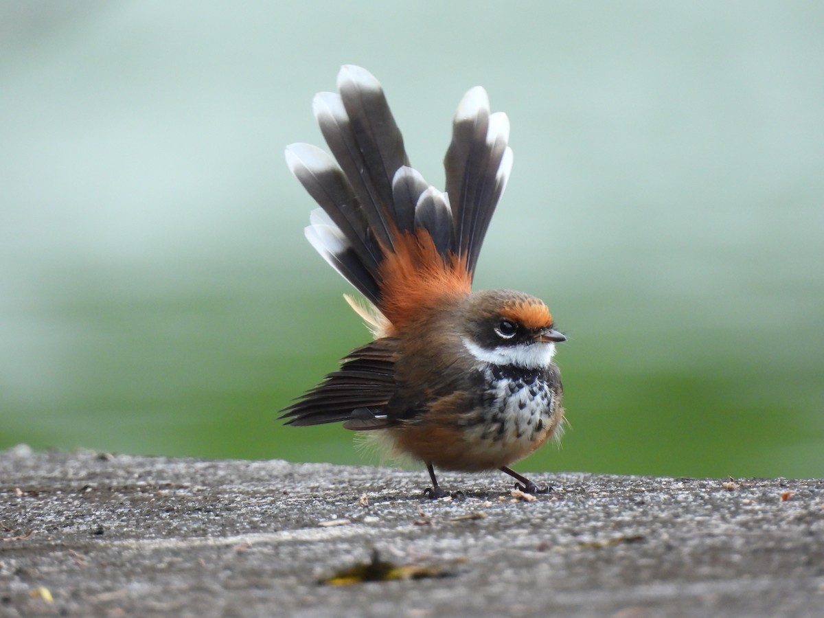 Micronesian Rufous Fantail (Marianas) - ML642050694
