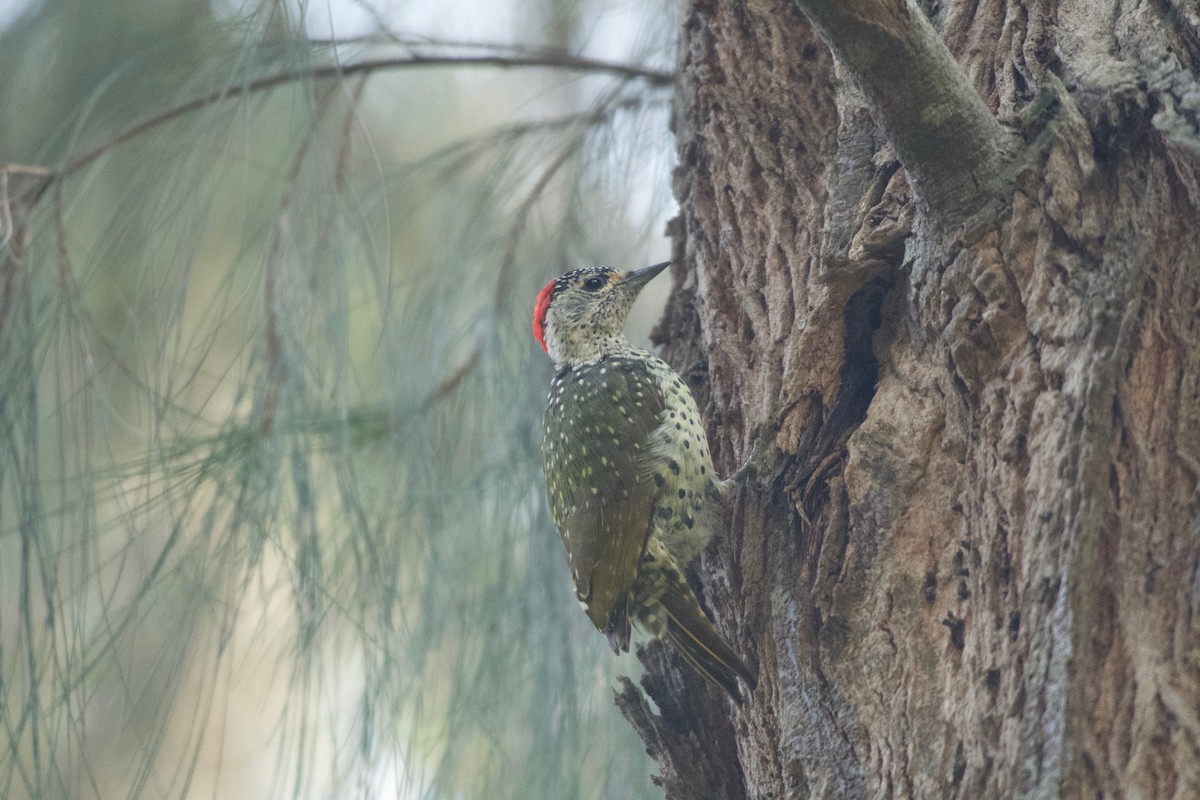Green-backed Woodpecker (Spot-backed) - ML642050695