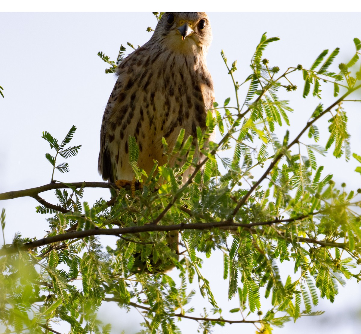 Rötelfalke - ML642050704