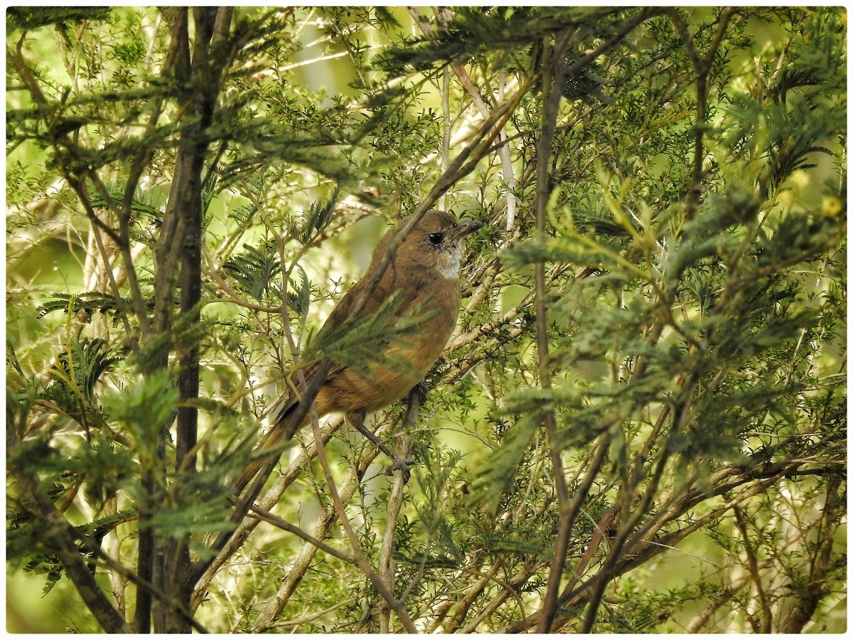 Olive Whistler - ML642050705