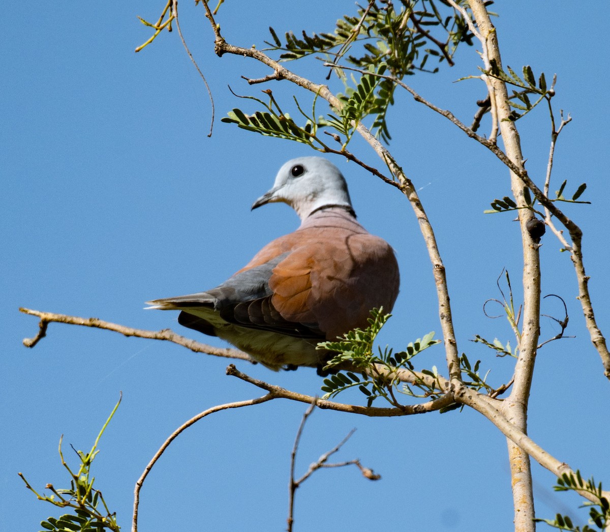 Usapal burugrisa - ML642050708