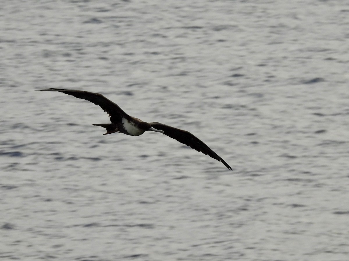 Great Frigatebird - ML642050709