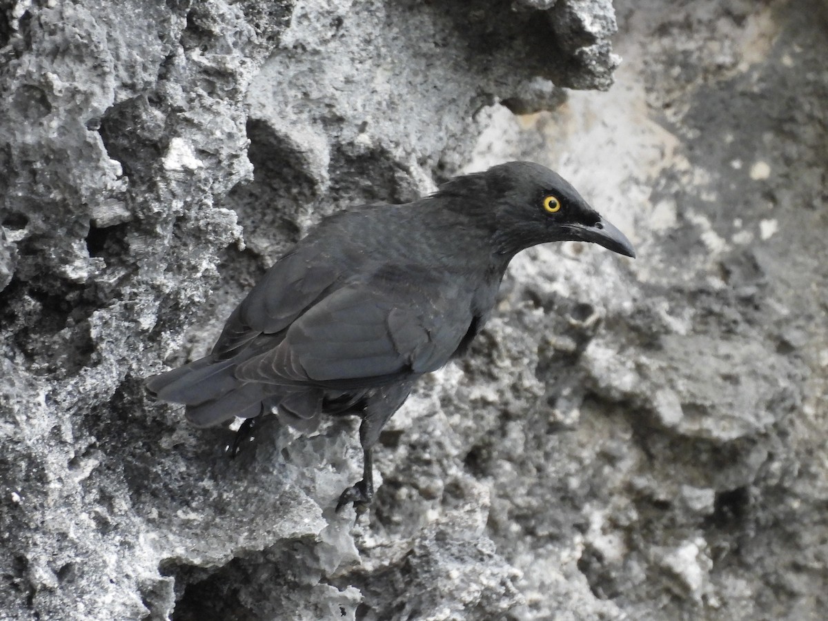 Micronesian Starling - ML642050710