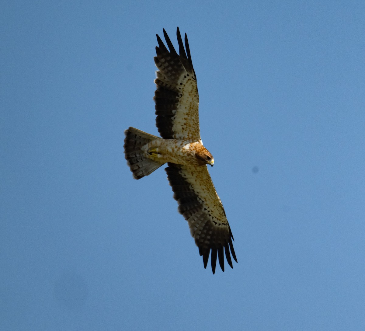 Zwergadler - ML642050724