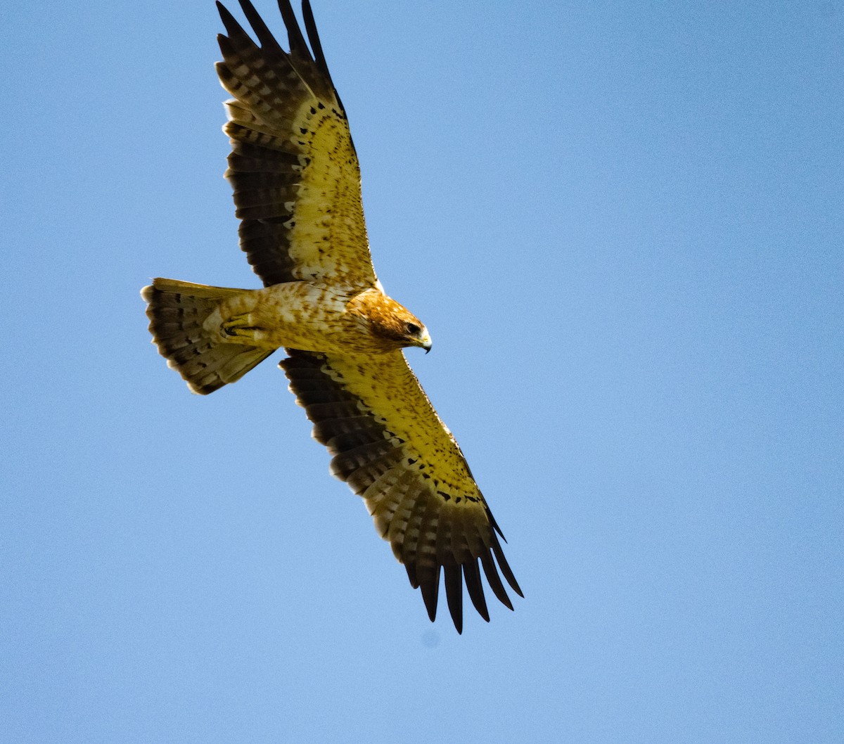 Zwergadler - ML642050725