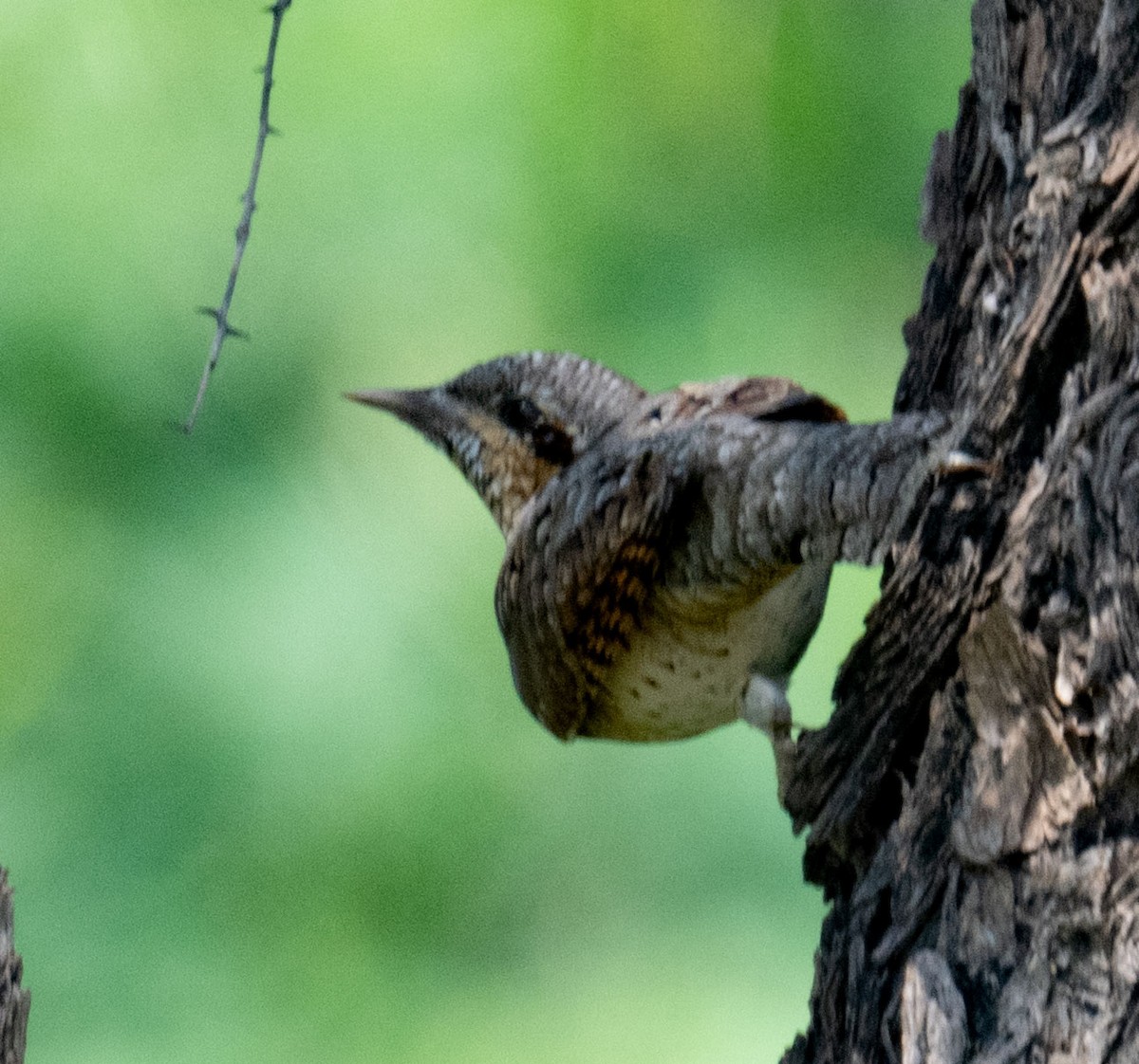 Wendehals - ML642050727