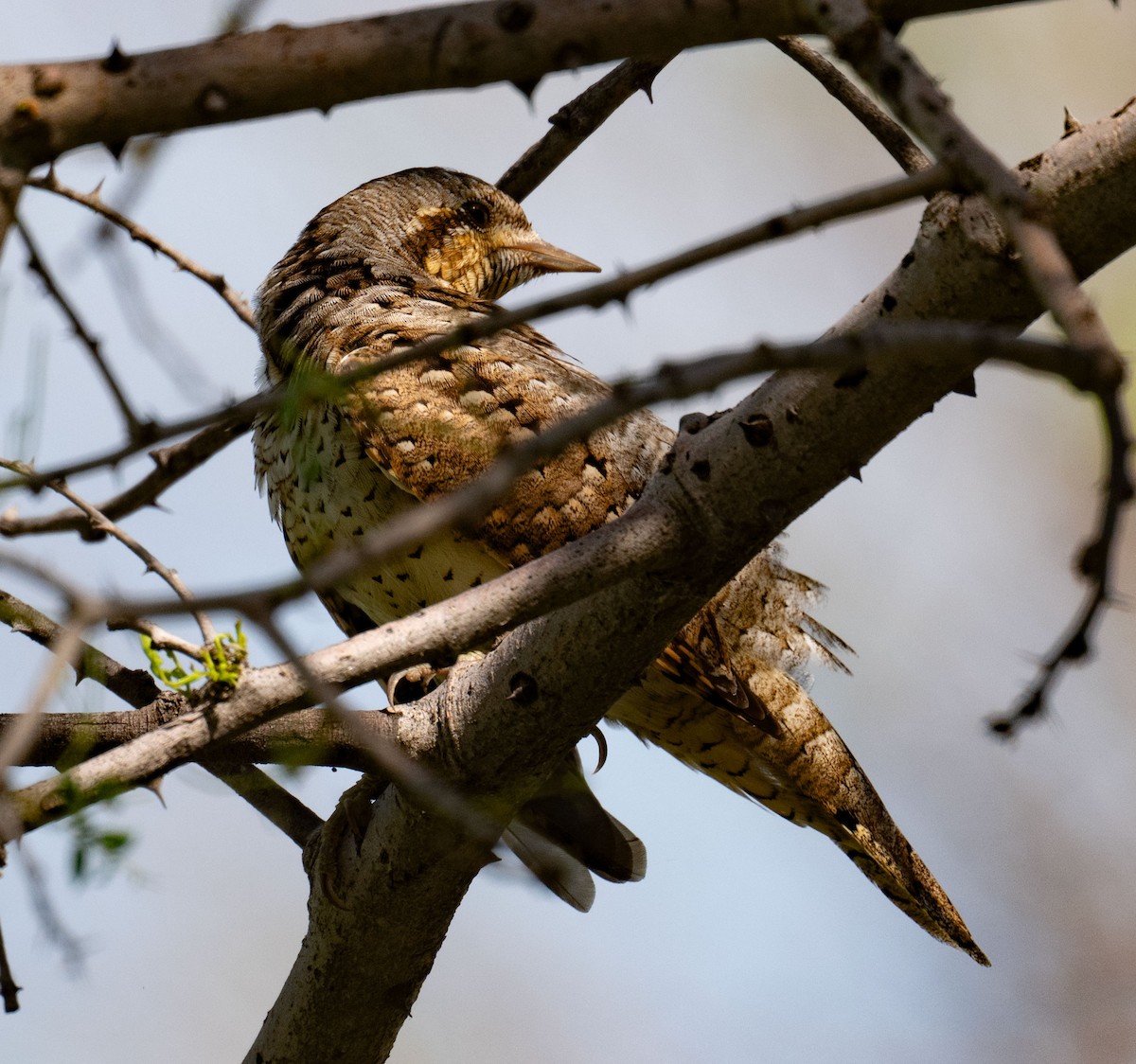 Wendehals - ML642050728