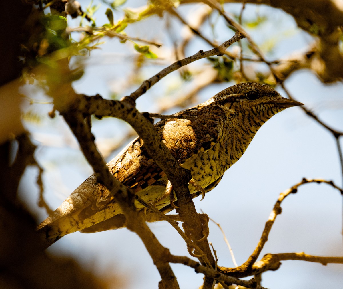 Wendehals - ML642050729