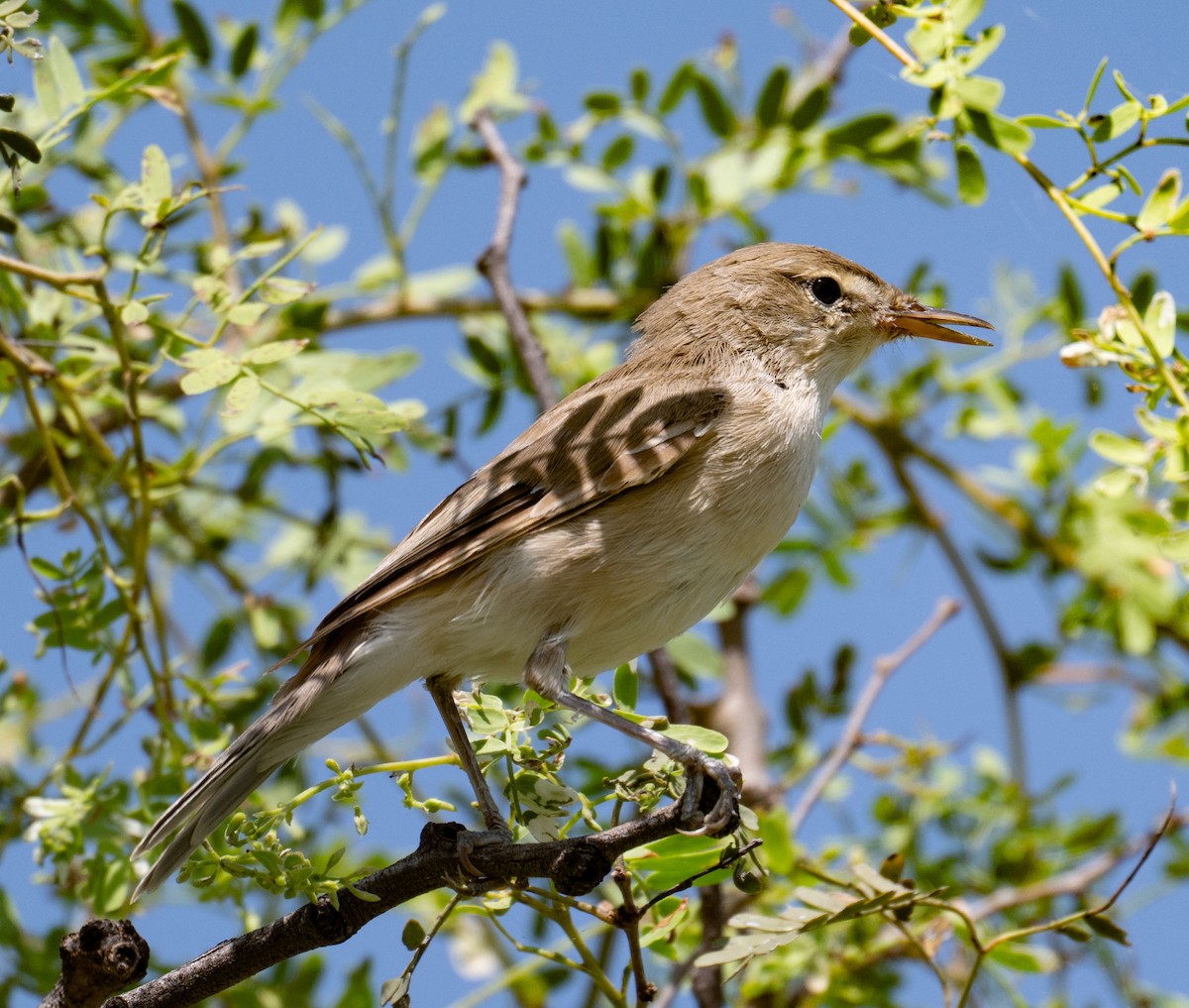 Steppenspötter - ML642050735