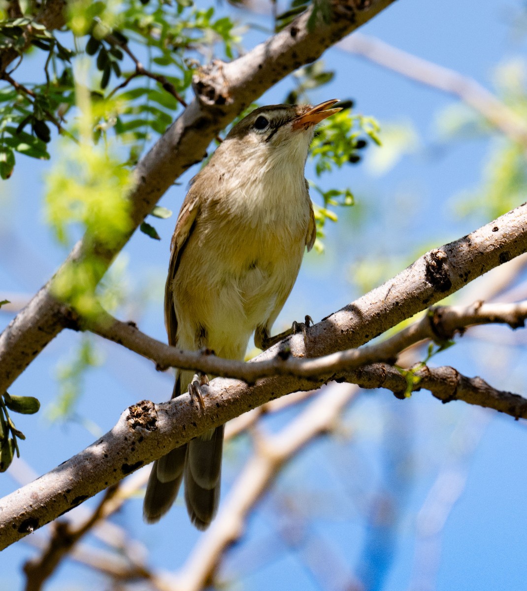 Steppenspötter - ML642050736