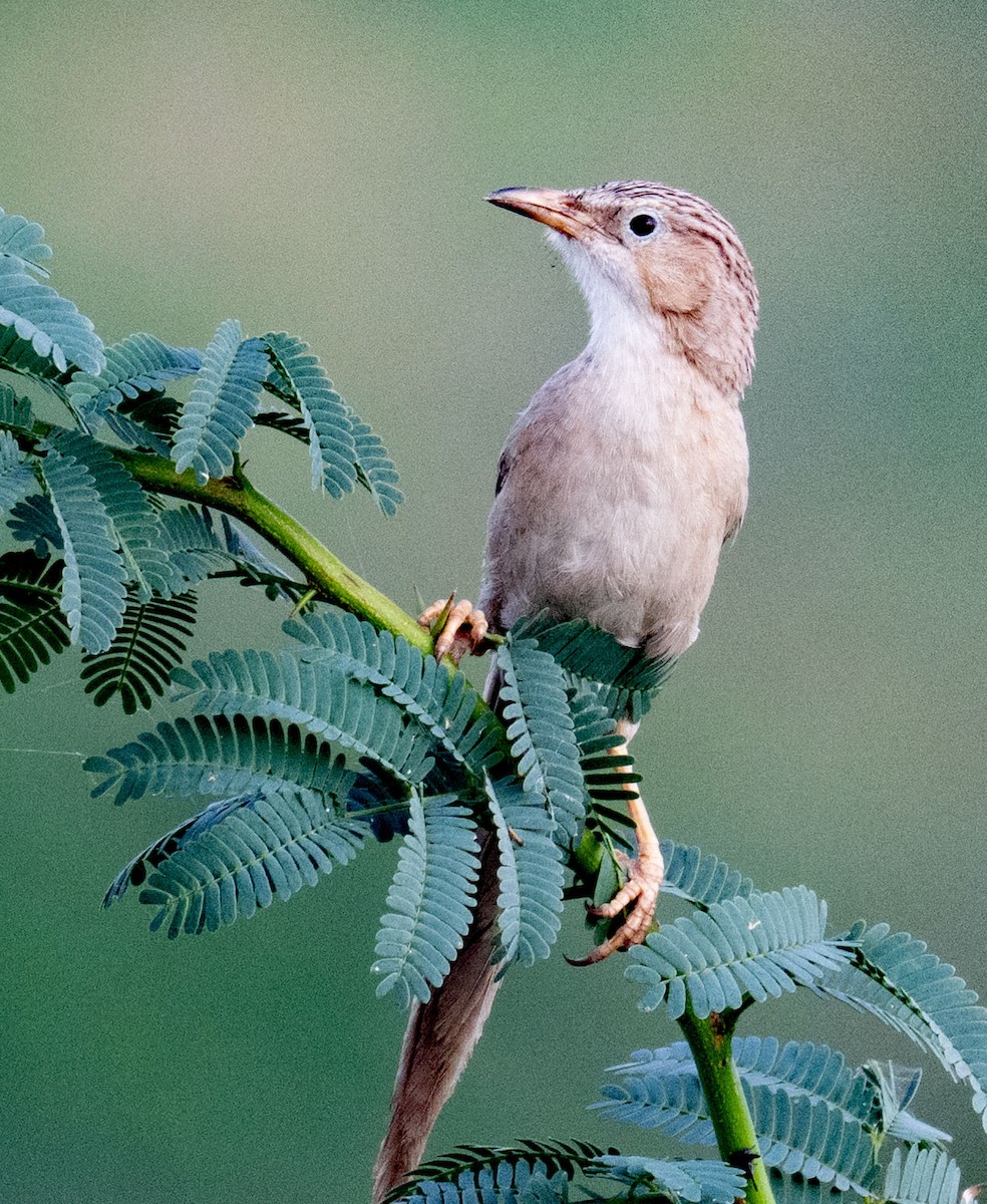 Common Babbler - ML642050740
